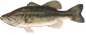 Bass