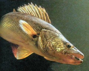 Walleye