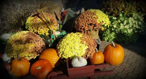 Flower pots and pumpkins