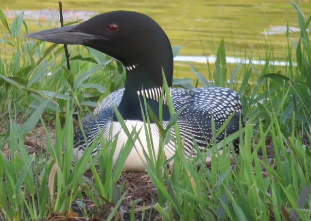 Common Loon on nest