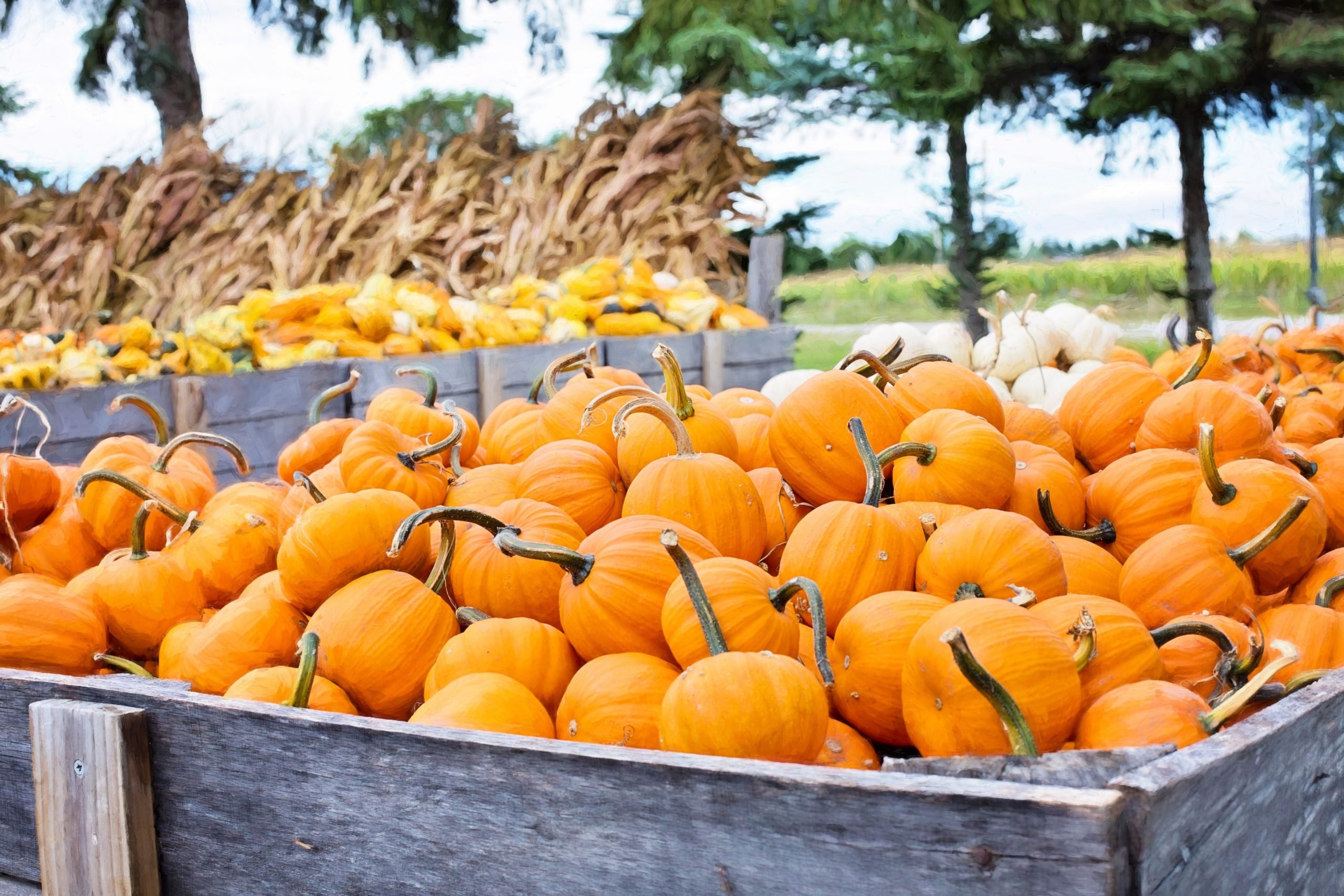 Pumpkins in a wooden box